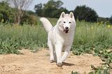 SIBERIAN HUSKY 093